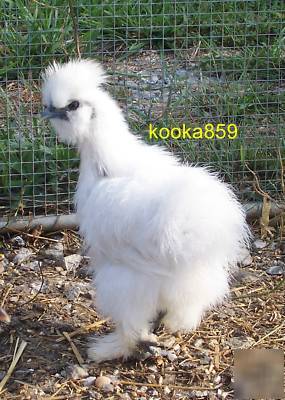 Silkie pure breed chicken incubator hatching eggs 9+